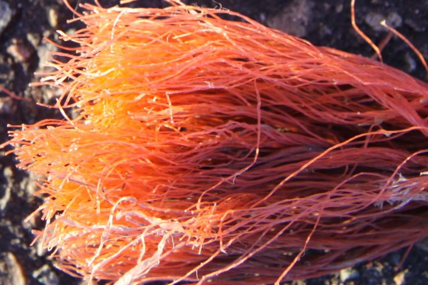 sea knots, salt life, adrift, maritime, beach house sculpture.